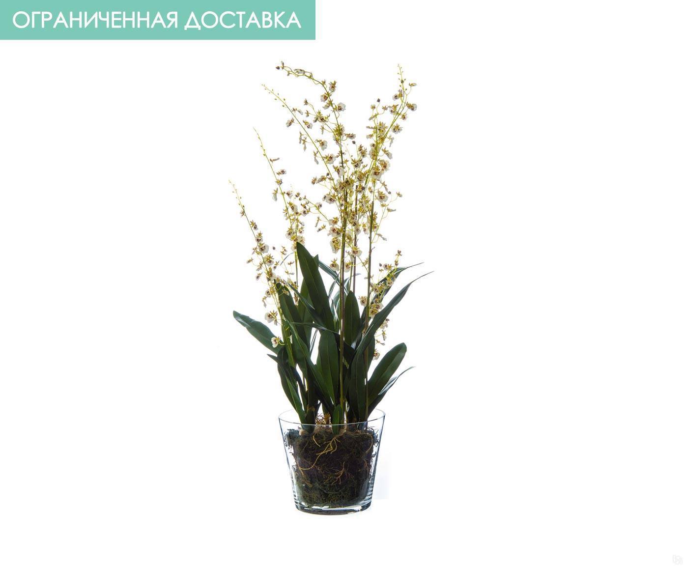 Купить Орхидея Онцидиум белая 130 см в Новосибирске - Я Покупаю